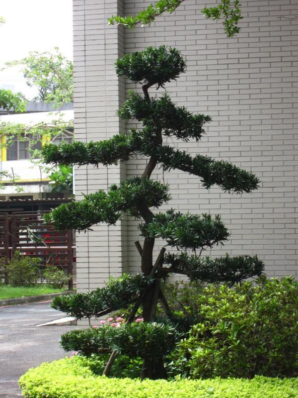 观赏树都有什么品种(分享庭院景观树种类)