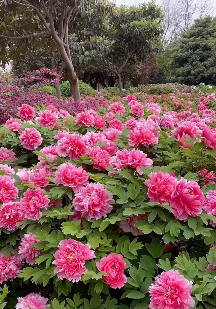 花中之王指的是什么花(花王牡丹的介绍)