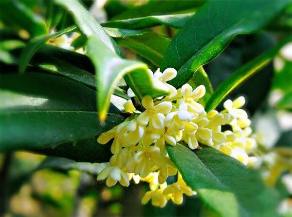 月月桂花养殖方法(桂花中最香的品种排名)