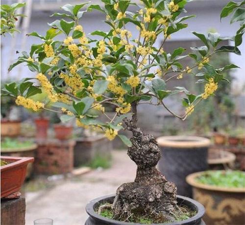 盆栽花卉造型制作方法(关于客厅绿植排名)