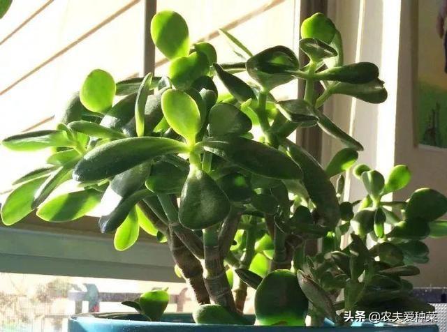 厚脸皮适合在室内养么
