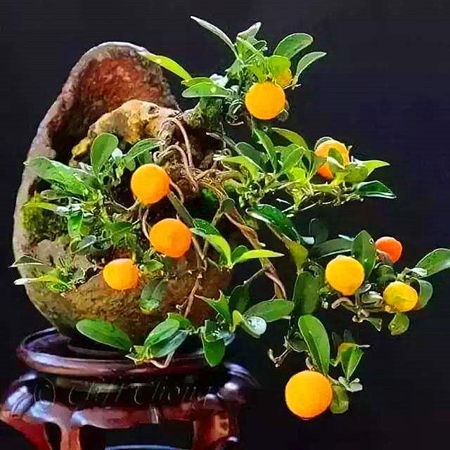 金豆盆景是什么植物(金豆国家二级保护植物)