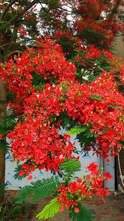 曼陀罗华的寓意和象征(种植曼陀罗花的技巧)