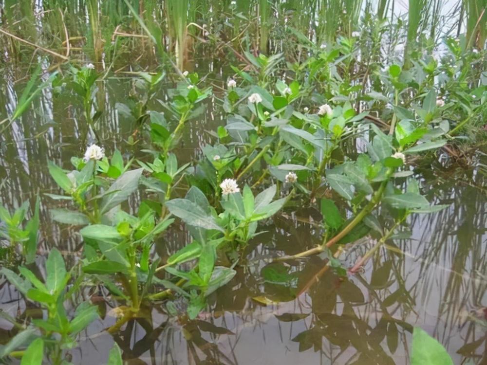 水花生是什么植物(水花生草的功效与作用)