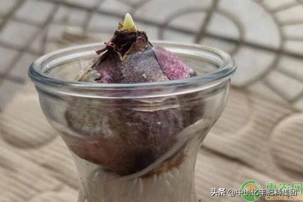 水培风信子要不要晒太阳