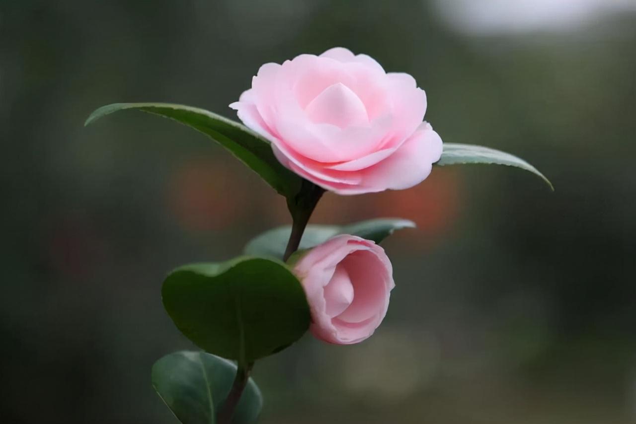腊梅和梅花哪个耐寒好养(分享腊梅花水养家庭养法)