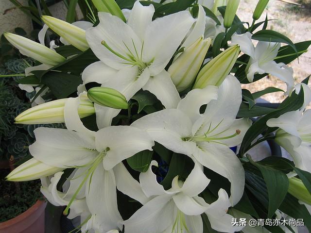 毛百合和百合的区别在哪里