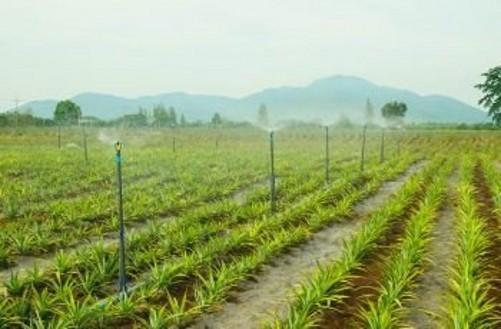 菠萝怎么种植方法和条件(菠萝栽培技术与方法)