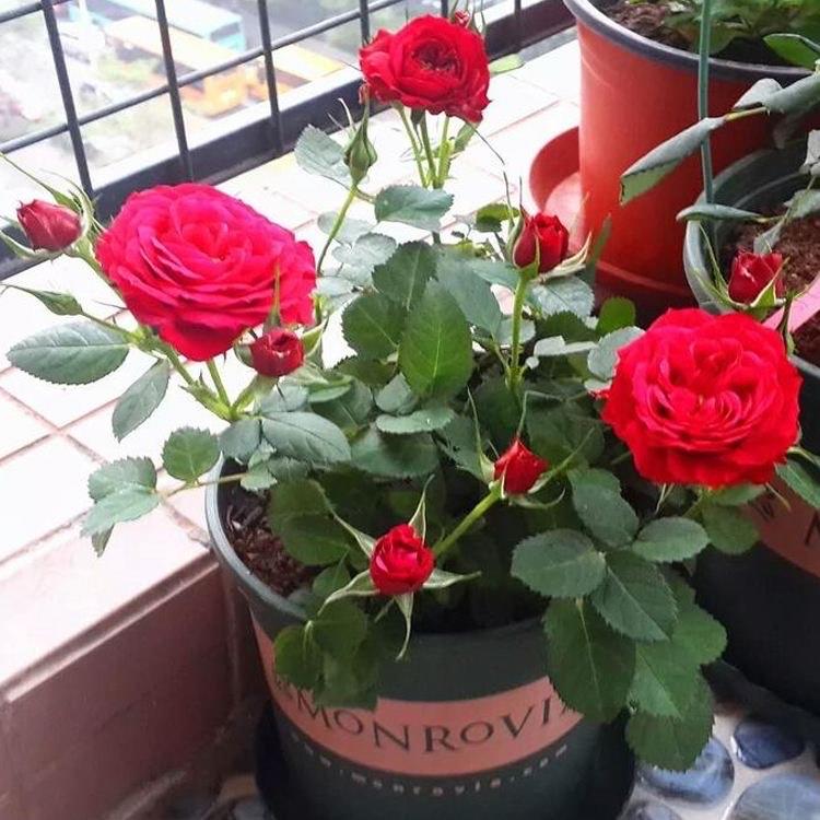 月季花怎么养开花多一点