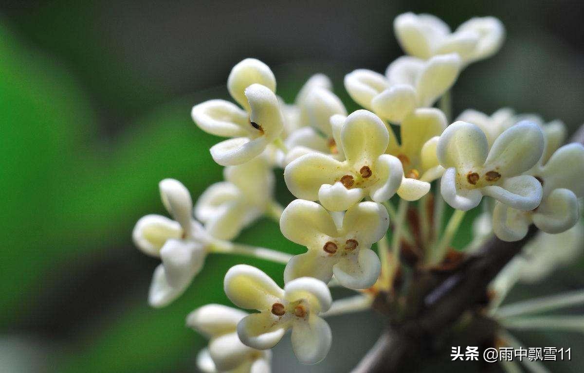 桂花树如何养护开花多(盆栽桂花树的养殖方法和注意事项)