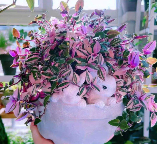 家庭绿植推荐(适合客厅放的绿植)