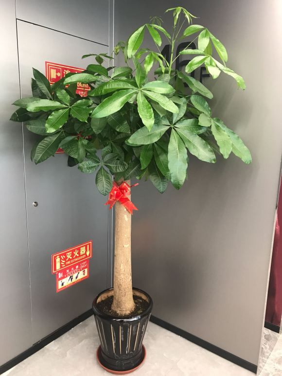 适合家里养的吉祥花卉有哪些