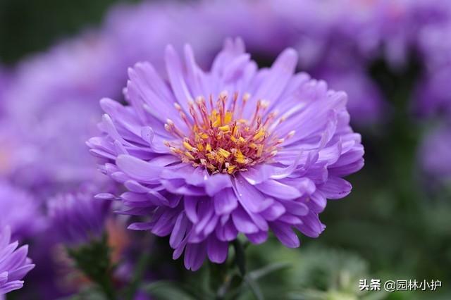 黑心菊品种大全
