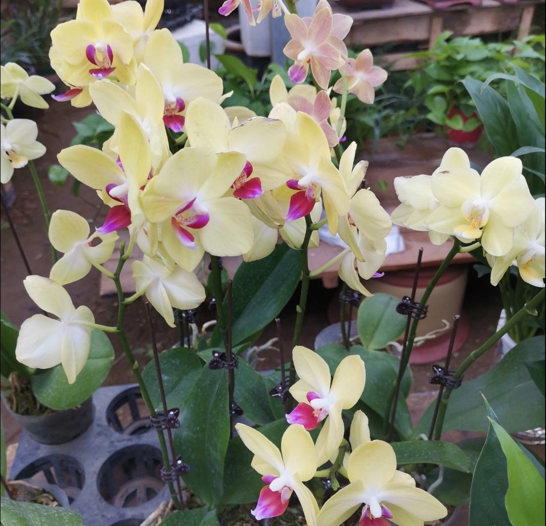 冬天开什么花常见(北方冬季耐寒植物花卉)