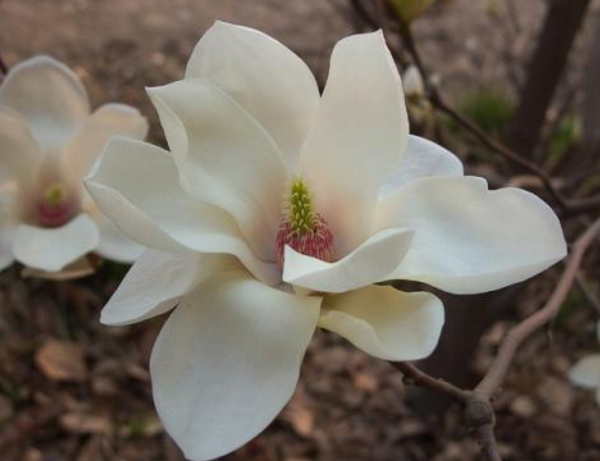 木兰花花语是什么(关于木兰花寓意)