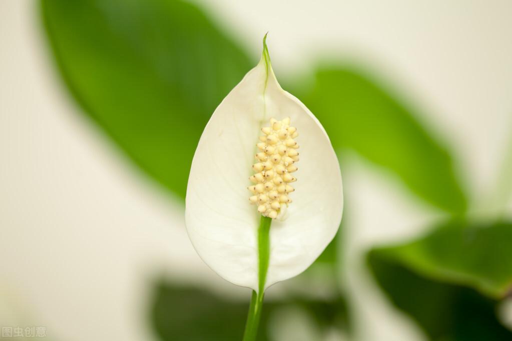 白鹤芋怎么修剪(水培白鹤芋的养殖方法)