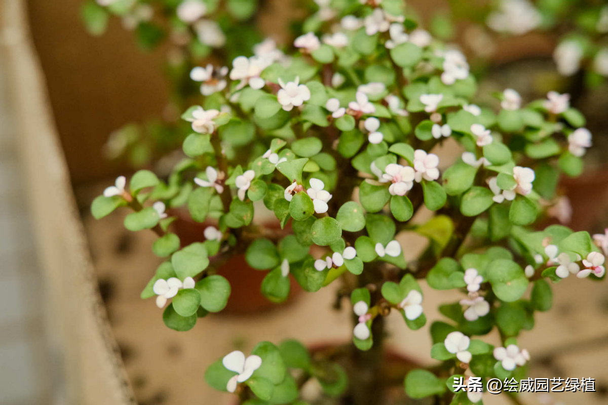 福寿花怎么样才能开花