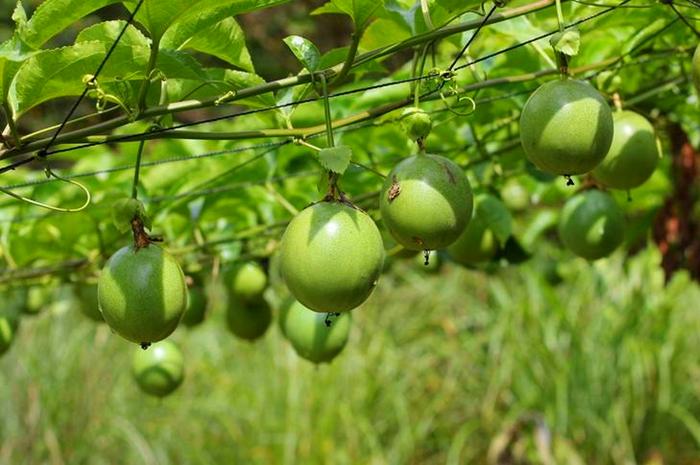 百香果家庭种植方法和技术