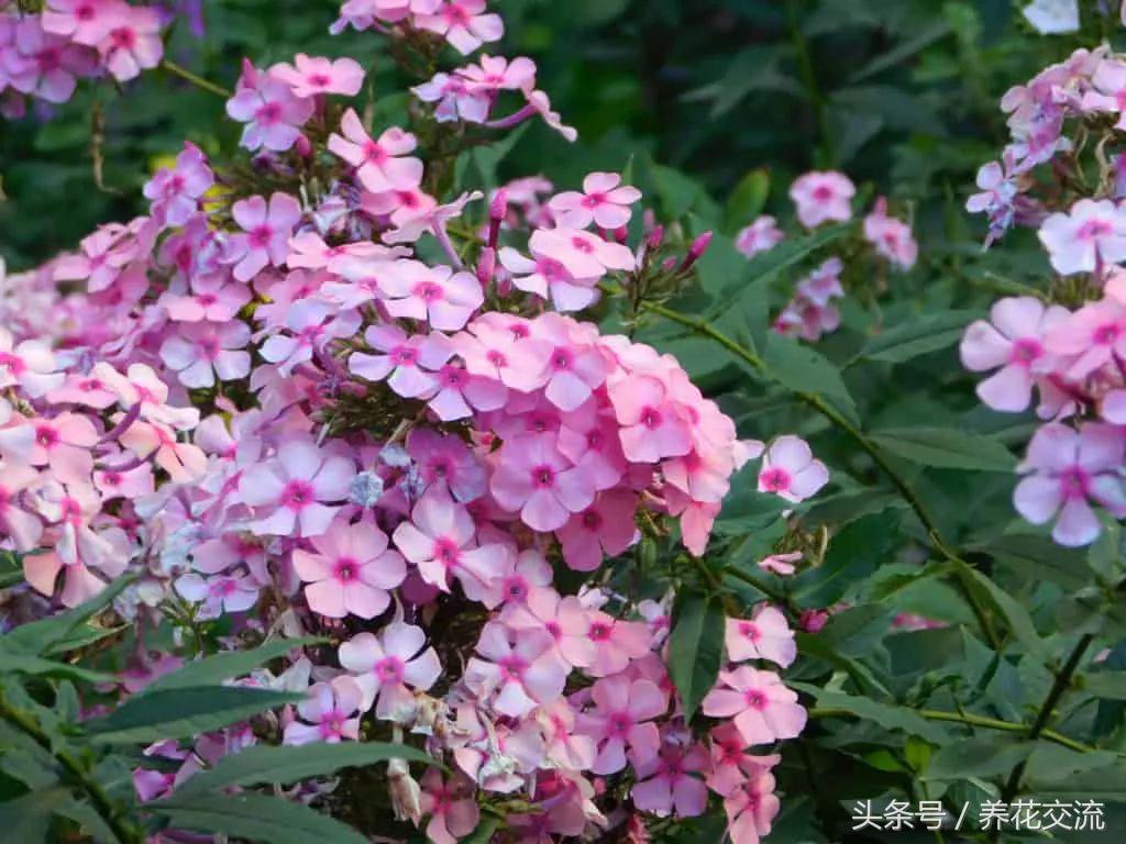 常绿植物有哪些(四季常绿庭院绿化树种)