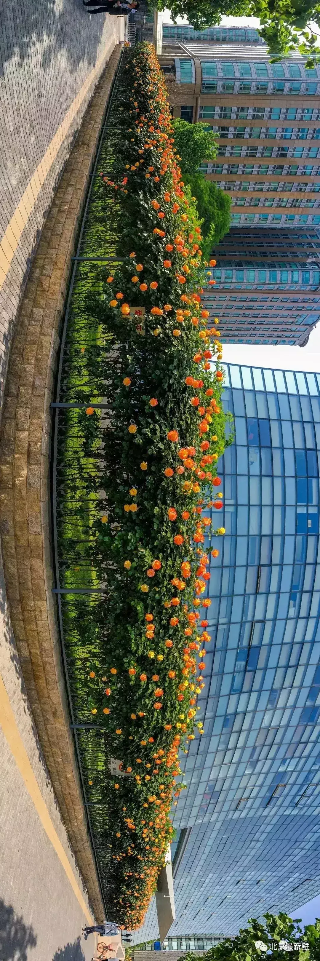 北京市花是什么花(北京的代表花介绍)