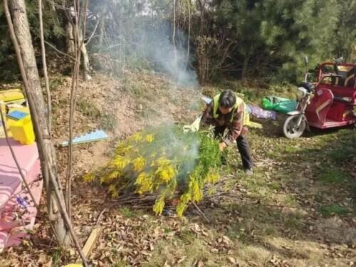 加拿大一枝花什么时候开花(详解加拿大一枝黄花分布范围)