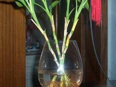 水养竹子怎么养才能更旺盛(室内盆栽竹子的种类)