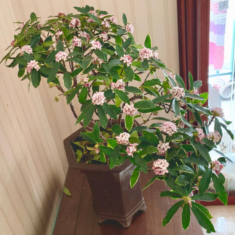 冬天室内开花的花卉植物有哪些品种(最耐阴的室内植物大型)