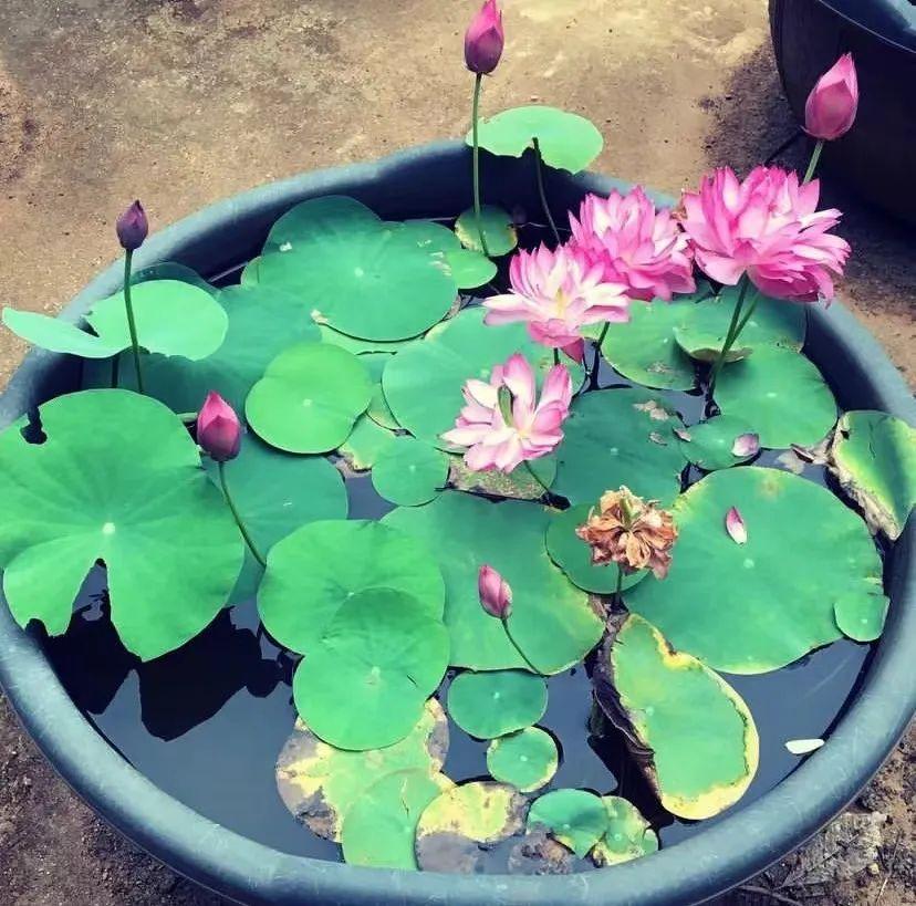家里养马蹄莲风水好吗