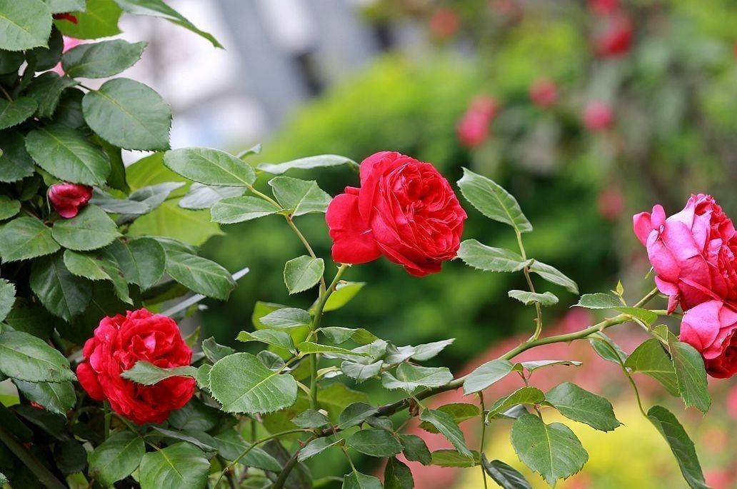 阳台月季喜欢酸性还是碱性（月季花的养殖方法）