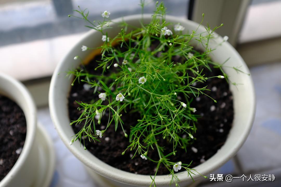 满天星种子种植方法(种满天星的种子的注意事项)