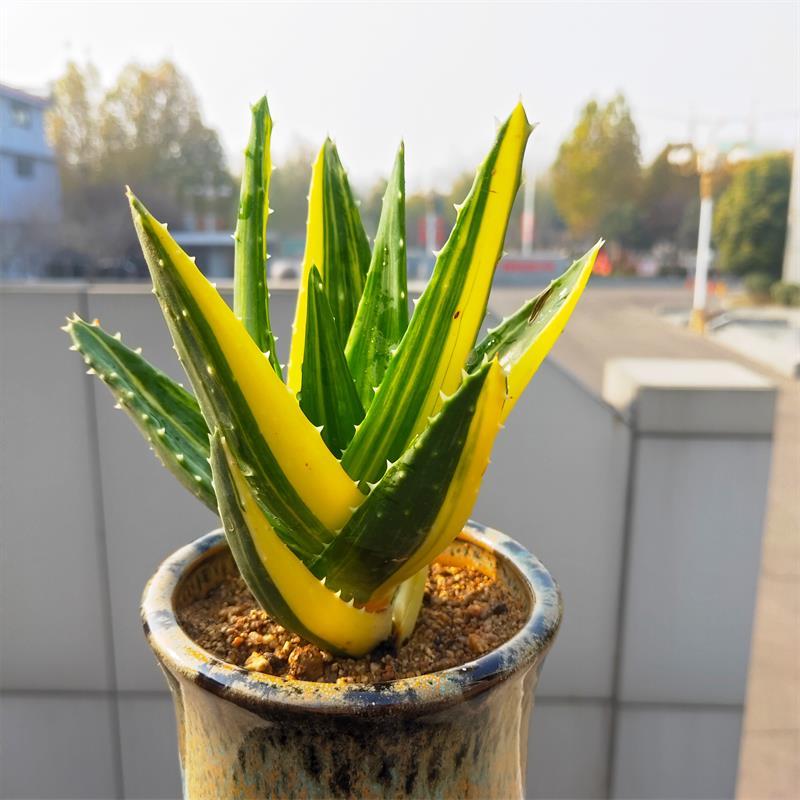 芦荟的种类有哪些(辨别芦荟品种的方法)