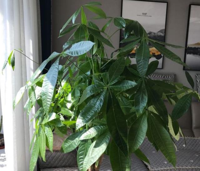 家里种的发财树叶子发黄怎么办(发财树绿植盆栽养护方法)