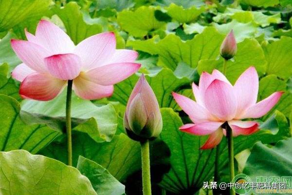 荷花花期的最长时间(关于荷花最佳观赏期)