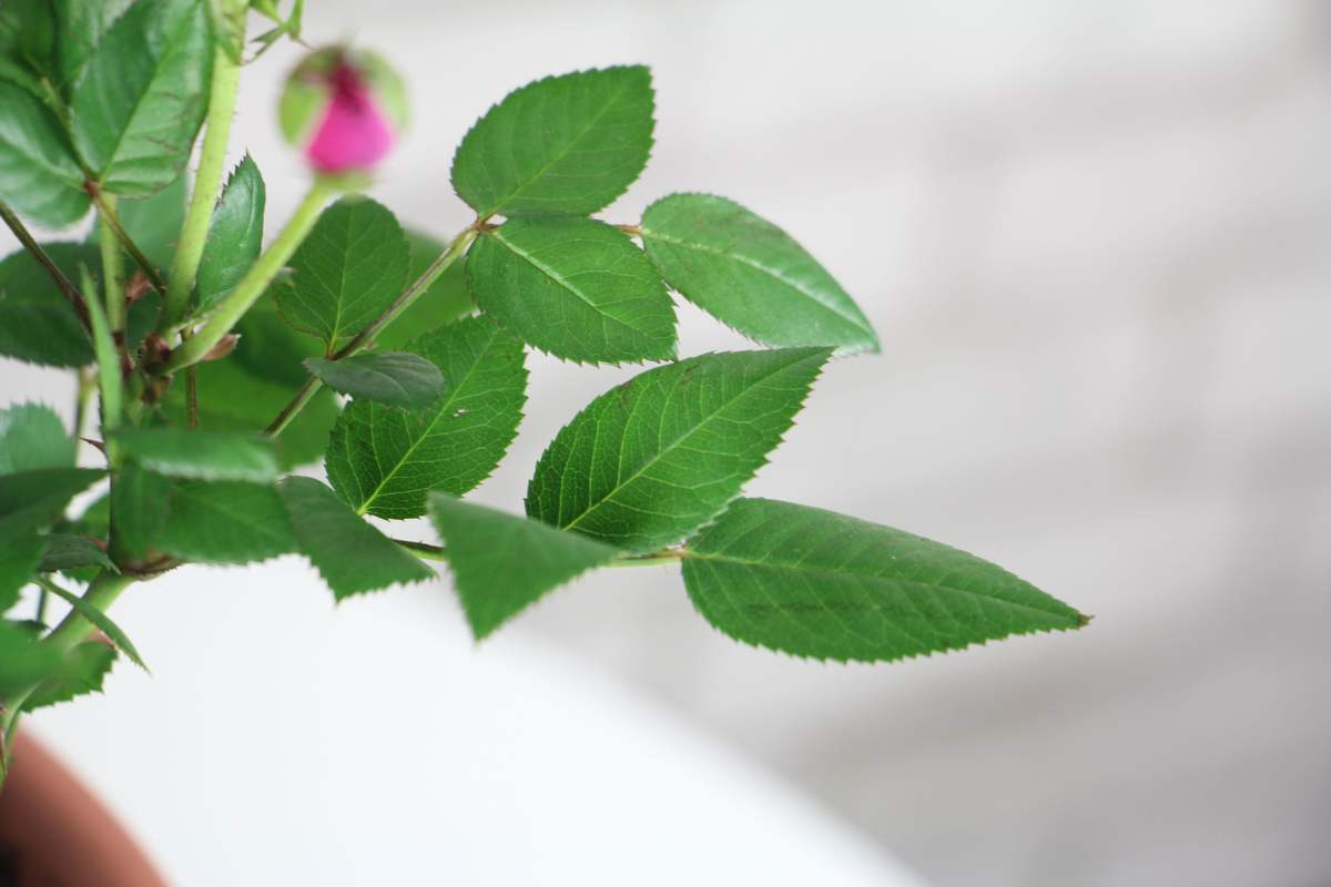 月季花是什么颜色的花瓣(关于月季花的简介和特点)
