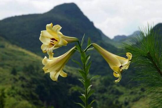 水仙百合花期多久(百合开花后留种球教程)