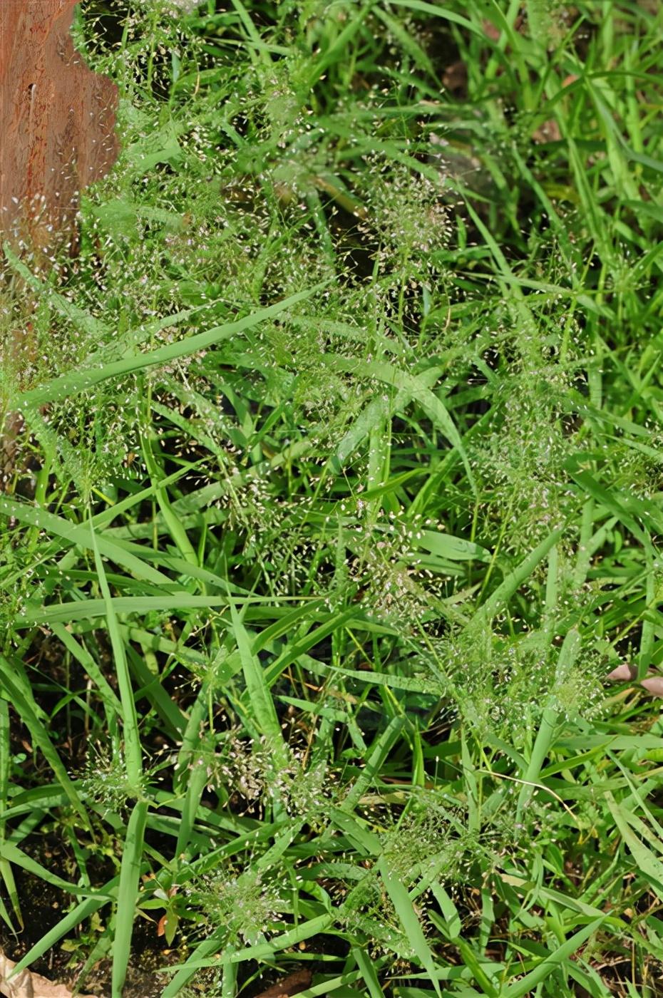 常见野草的种类(农村常见的植物名称)