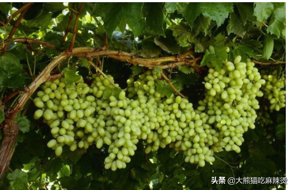 盆栽葡萄用什么盆最好看