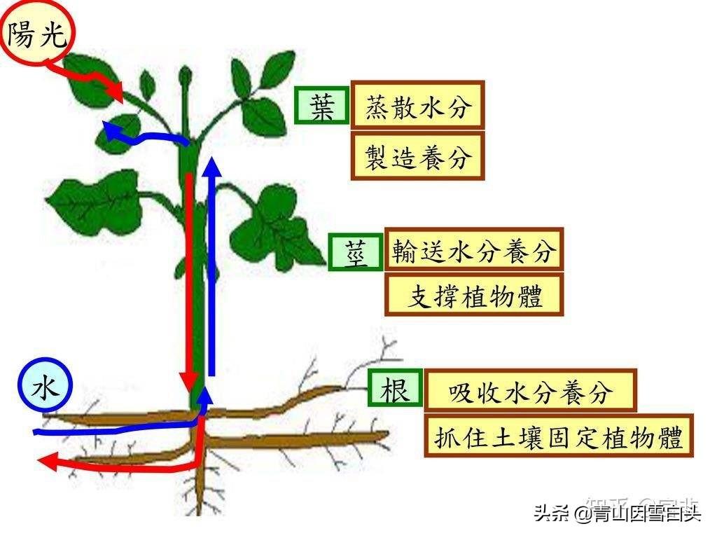 植物的生长需要什么条件(种植物生长所需要的条件)