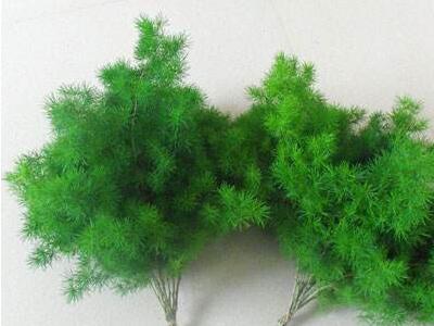 蓬莱松的养殖方法(关于蓬莱松的风水作用)