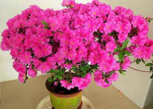 四季杜鹃花盆栽怎么养