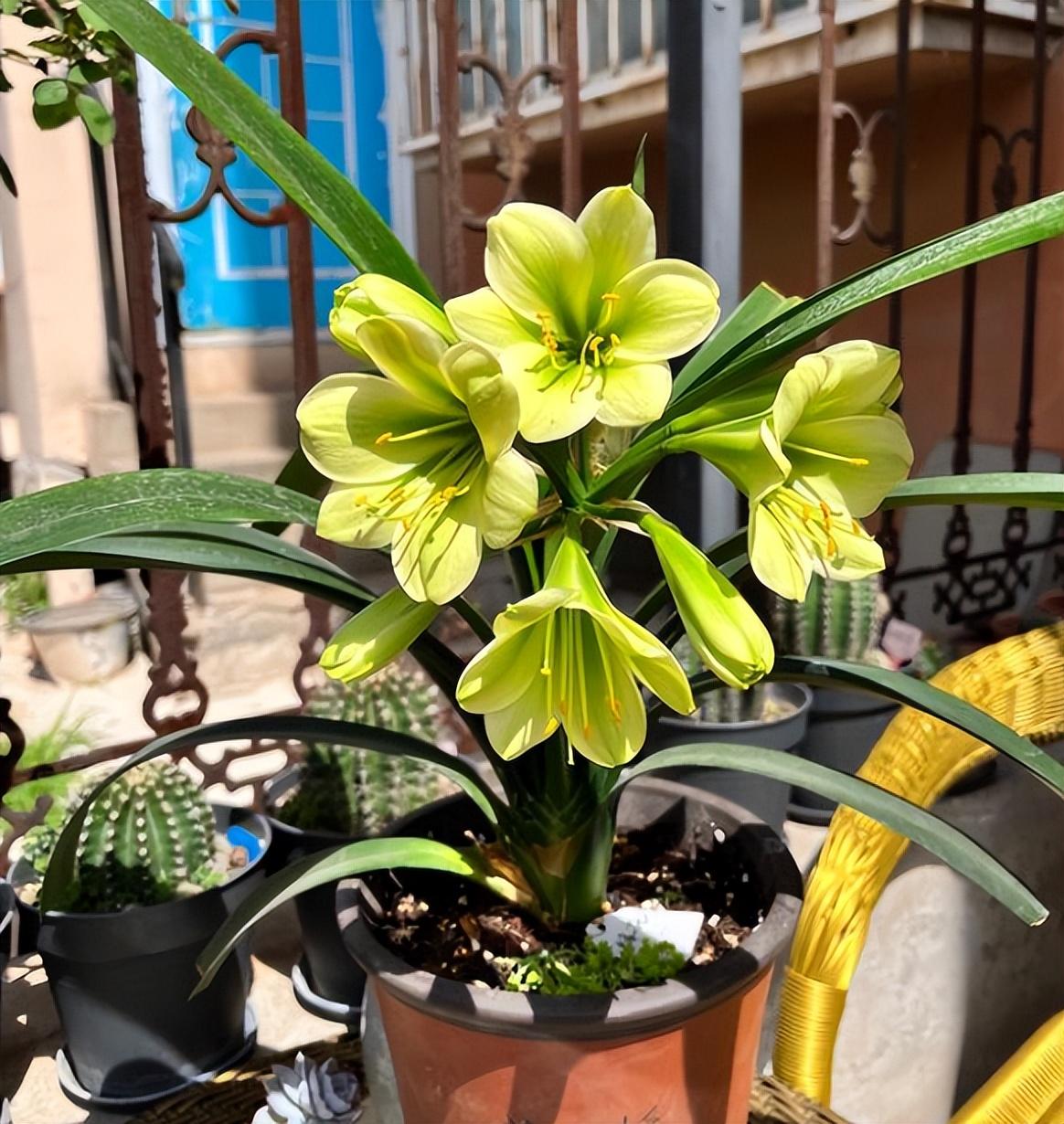 君子兰花怎么养护好