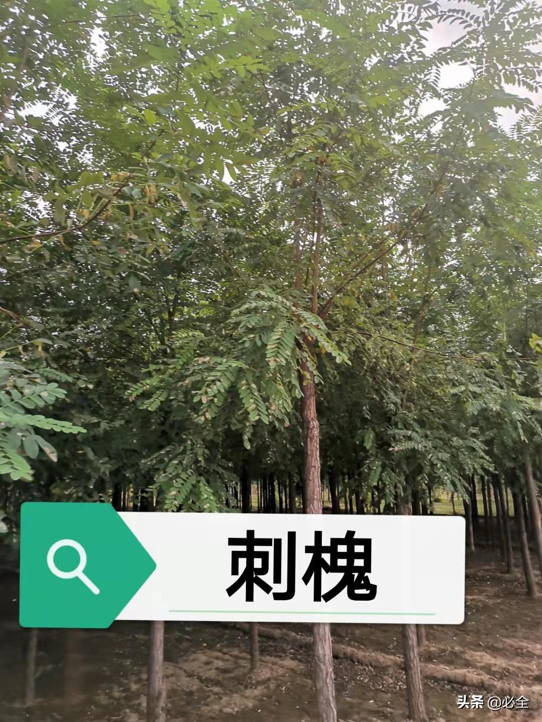 绿化树品种大全(园林绿化植物品种介绍)