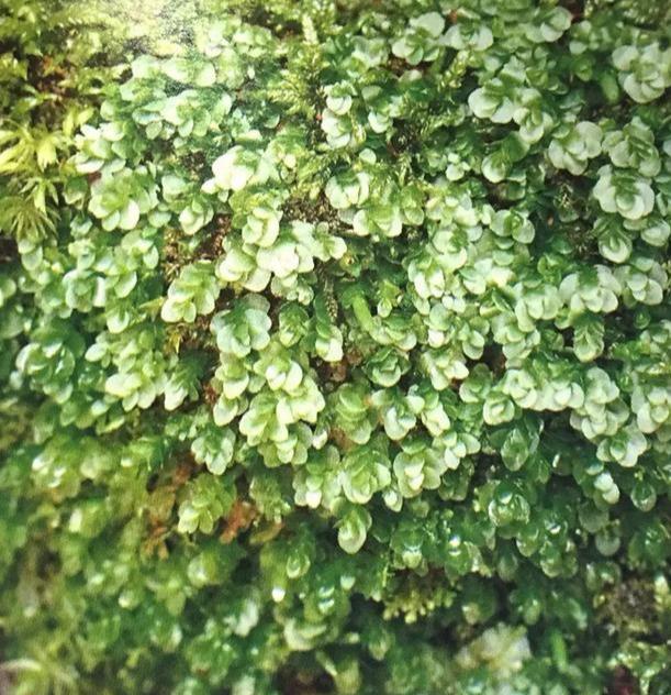 苔藓植物有哪些结构特点(常见的蕨类植物推荐)