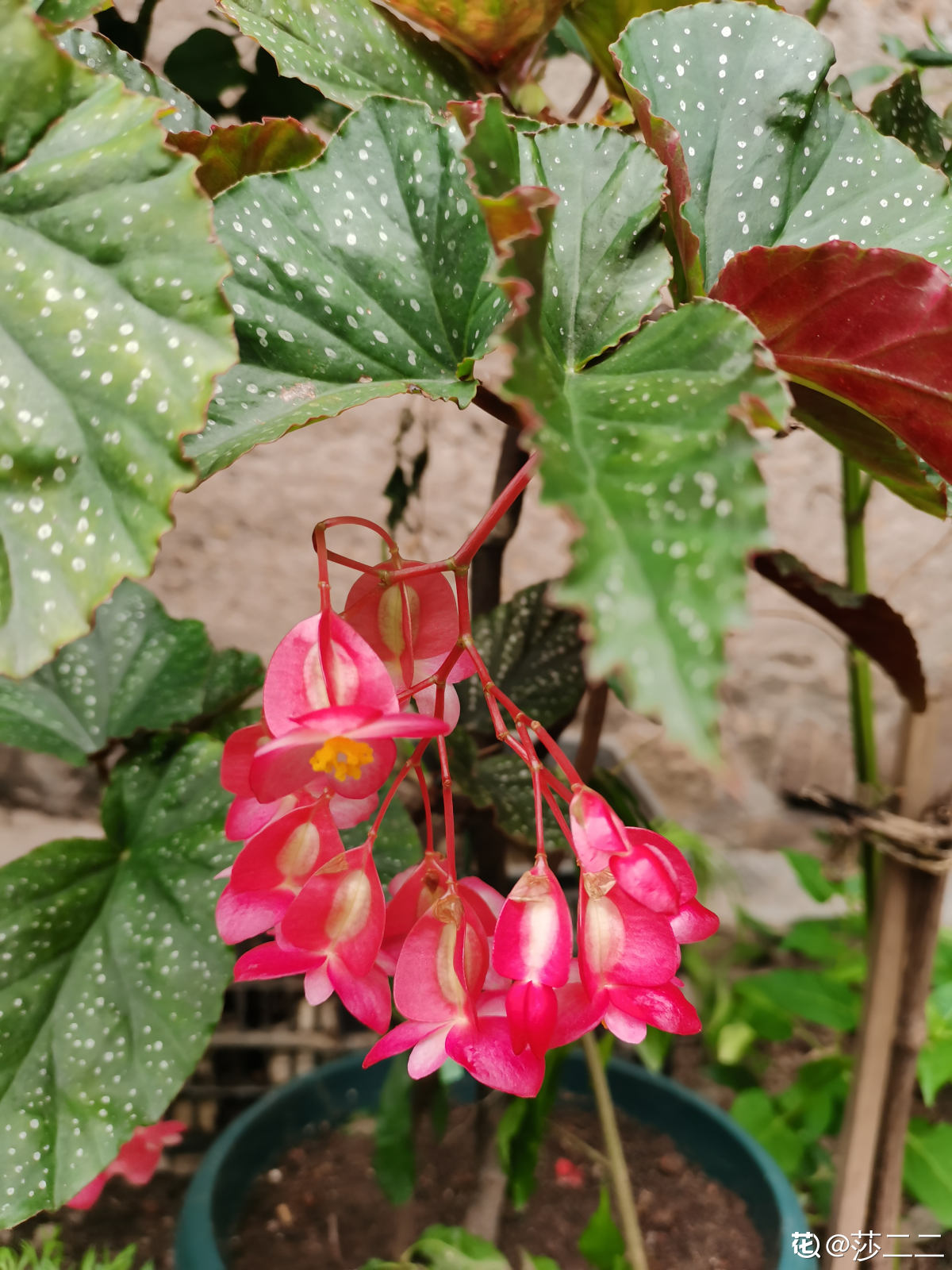 适合阳台种植的花卉有哪些(客厅最旺家的绿植)
