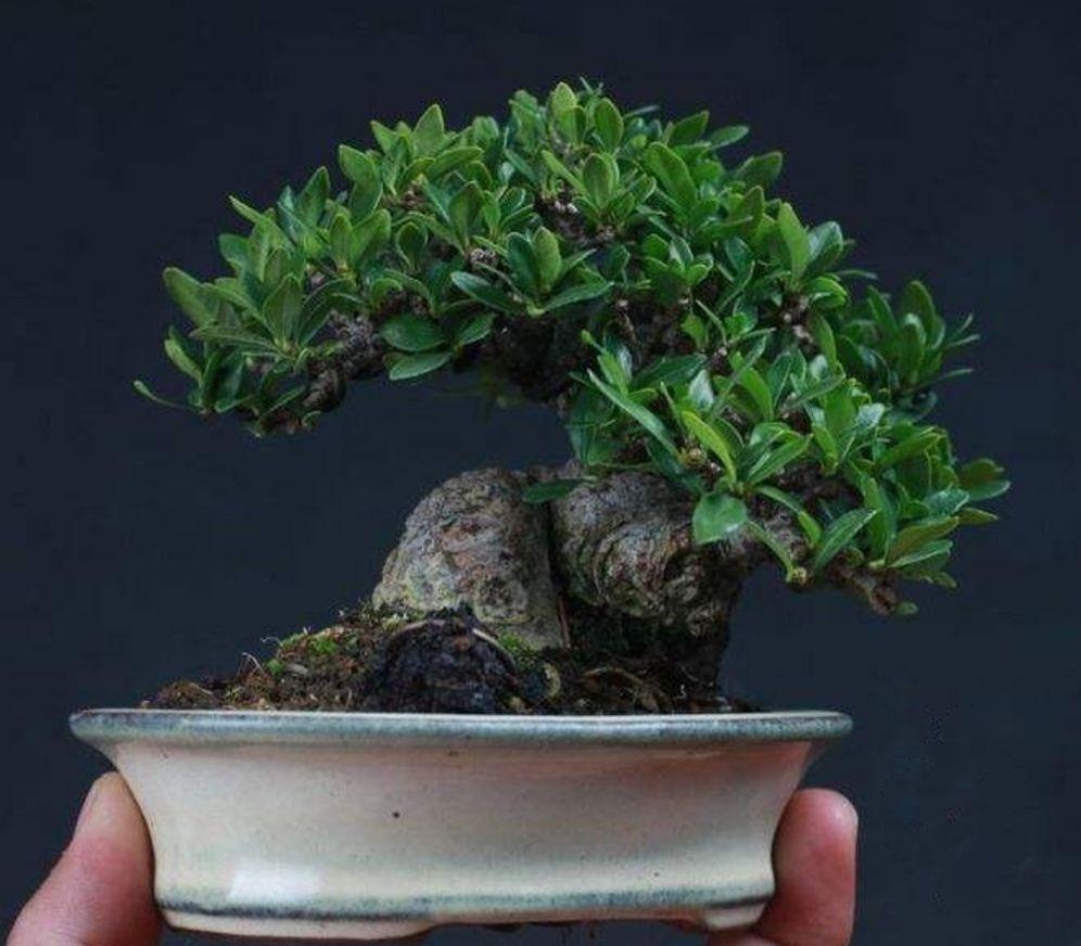 栀子花小苗几年能开花结果(关于栀子花的种植方法)