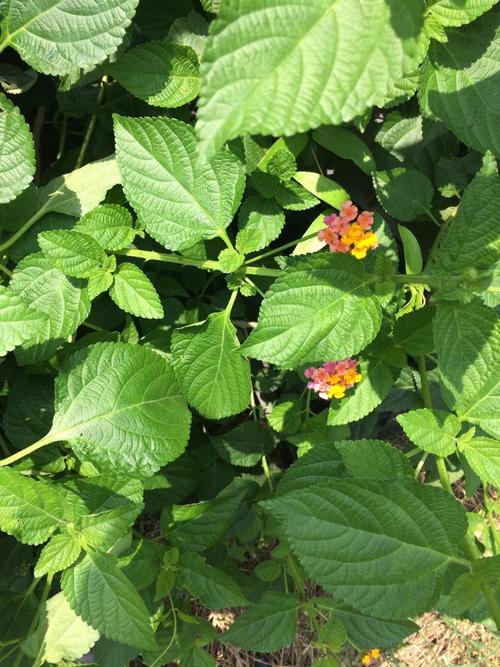 紫花马缨丹花期(介绍马缨丹的特点)