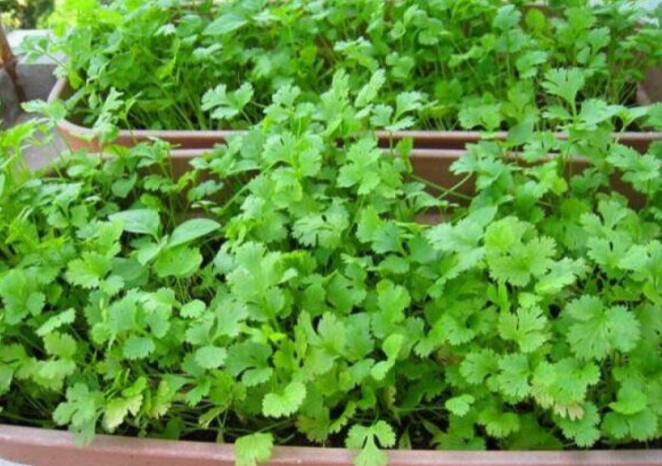 盆栽香菜种植方法和时间教程(阳台种香菜的步骤)