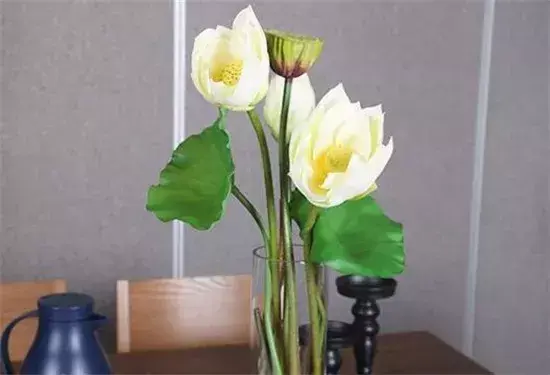 睡莲花怎么养放在花瓶