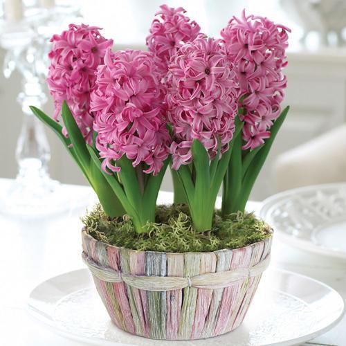 风信子种球烂了怎么办