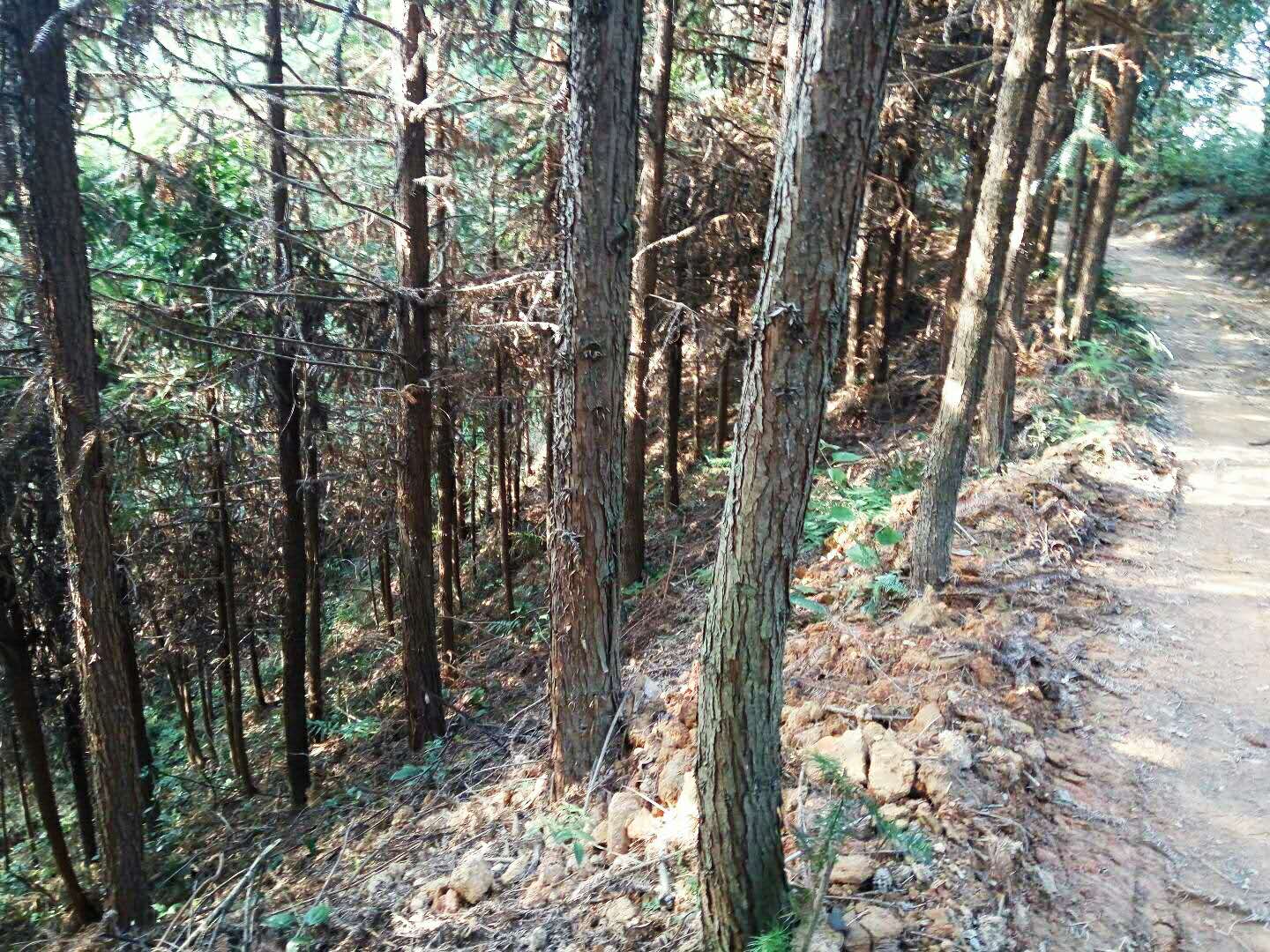 杉树种植技术与管理(水杉树苗的种植方法)
